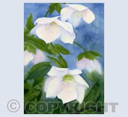 Hellebores at dusk