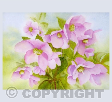 Hellebore posy