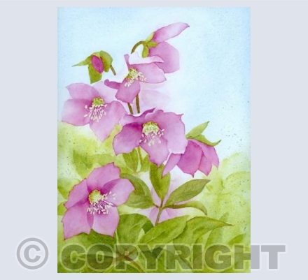 Hellebore pink