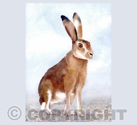 Thoughtful hare