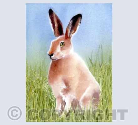 Jovial hare