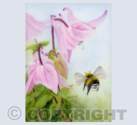 Aquilegia treasure