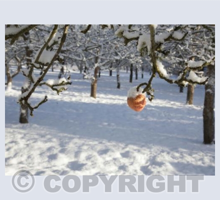 The Last Apple