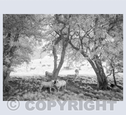Somerset Sheep1