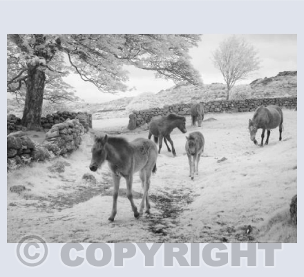 Dartmoor Ponies