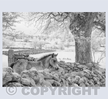 Dartmoor foal 