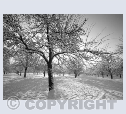 Sleeping Orchard