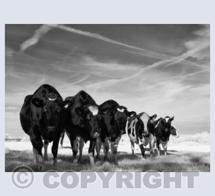 Nosy Cows
