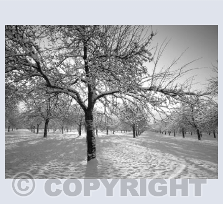 Sleeping Orchard