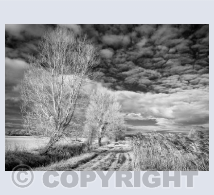 Somerset Levels