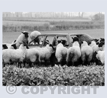 Is it a Lamborghini?