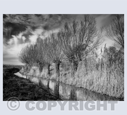 Willows