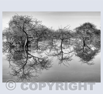 Reflection