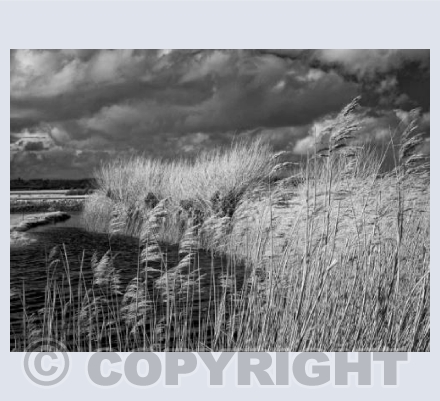 Wetlands