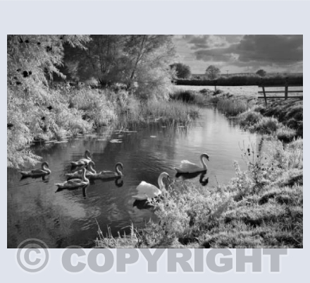 River Isle in summer