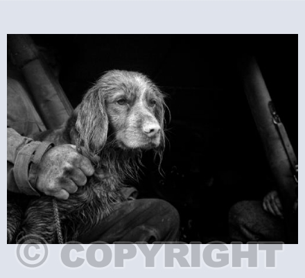 Gun dog