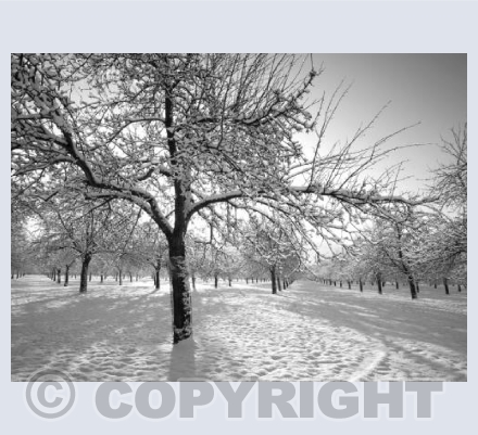 Sleeping Orchard