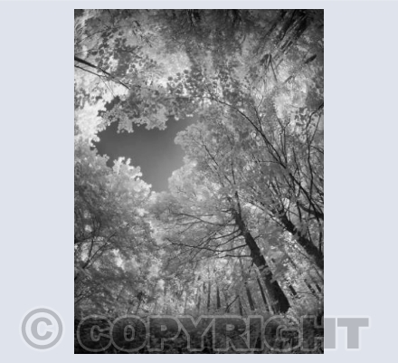 Reaching for the sky