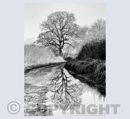 Winter walk