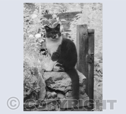 Dennett's Cat