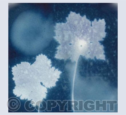 Cranesbill - Cyanotype