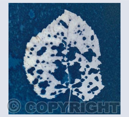 Leaf - Cyanotype