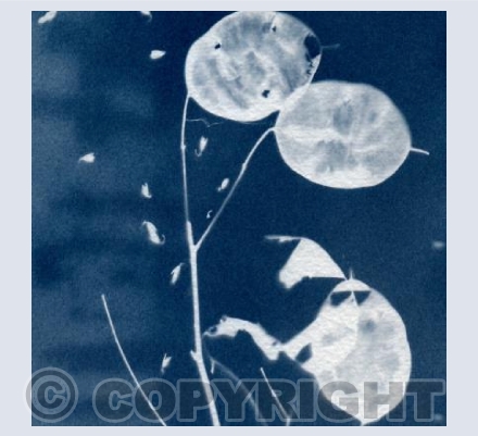Cyanotype Honesty