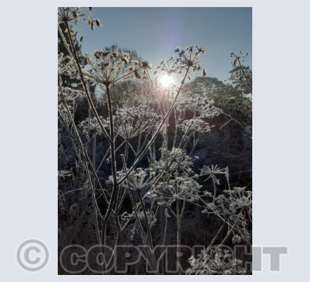 Frost Flowers