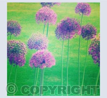 Alliums
