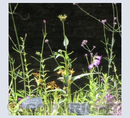 Spring Flowers