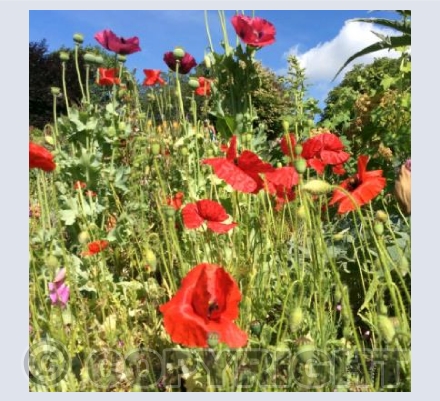 Allotment Poppies