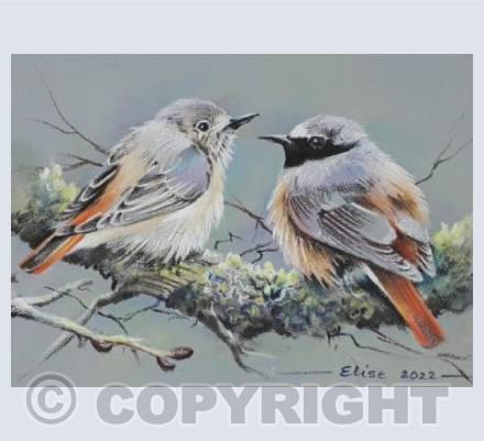 Redstarts