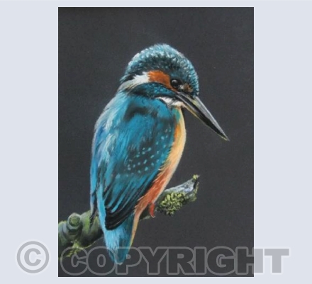 Kingfisher waiting to dive