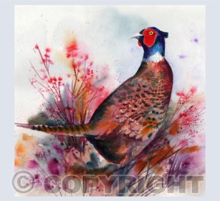 Fiery Pheasant