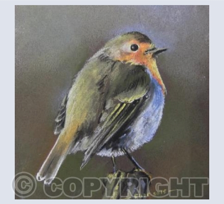Robin red-breast