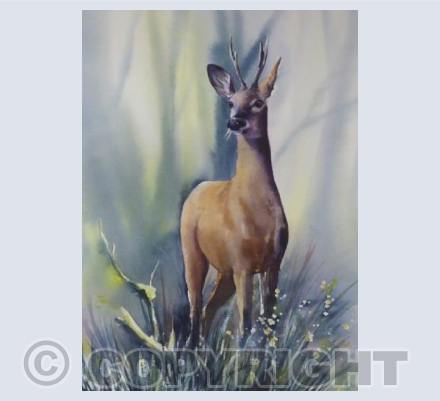 Roe Deer Stag