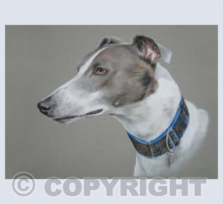 Danu the greyhound
