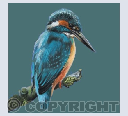 Kingfisher waiting for dinner