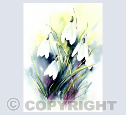 Snow Drops in Bloom