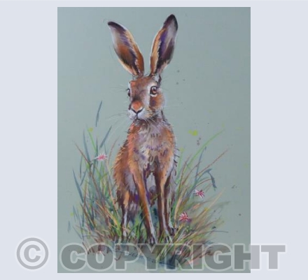 Hare Today