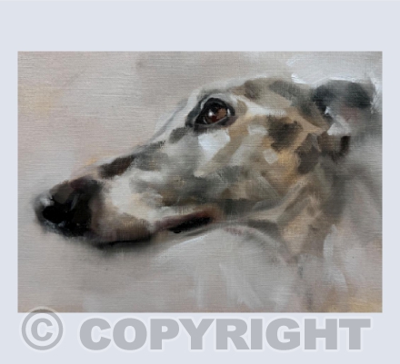 Whippet Beauty