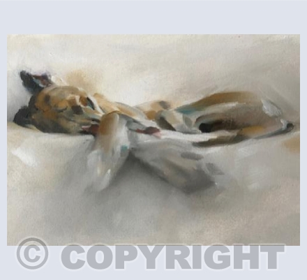 Sleeping whippet