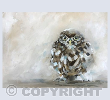Little owl