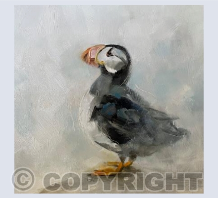 Puffin