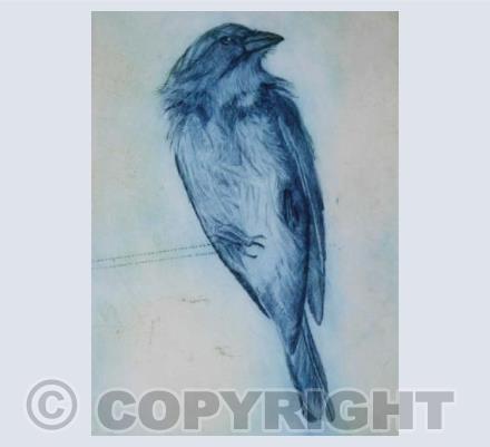 Sparrow Blue