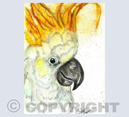 cockatoo