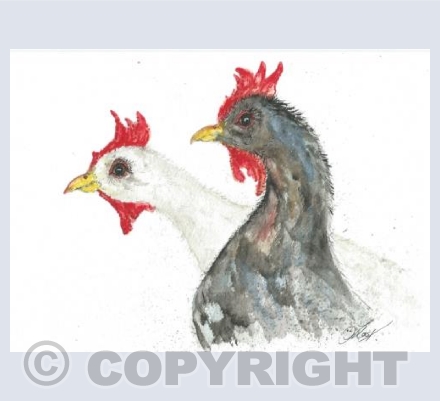 black &white chickens