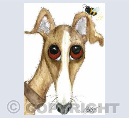 big eared  greyhound