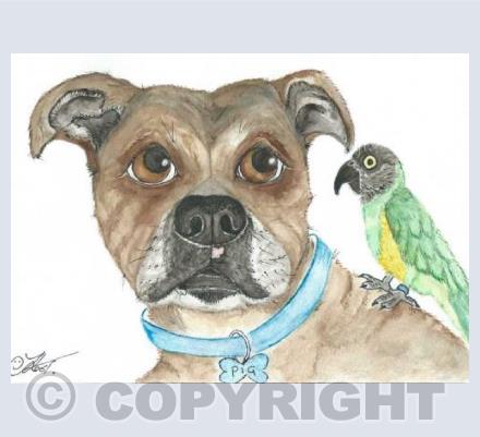 Staffy & friend