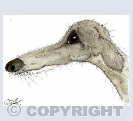hairy Lurcher